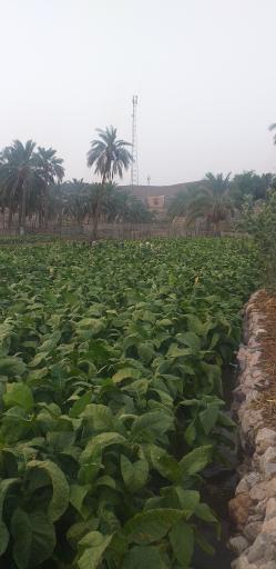 عکس سورگاه