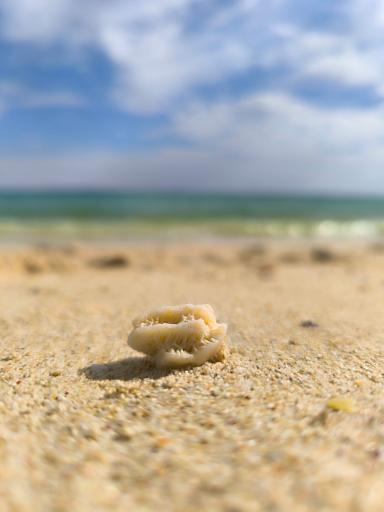 ساحل مروارید نشان