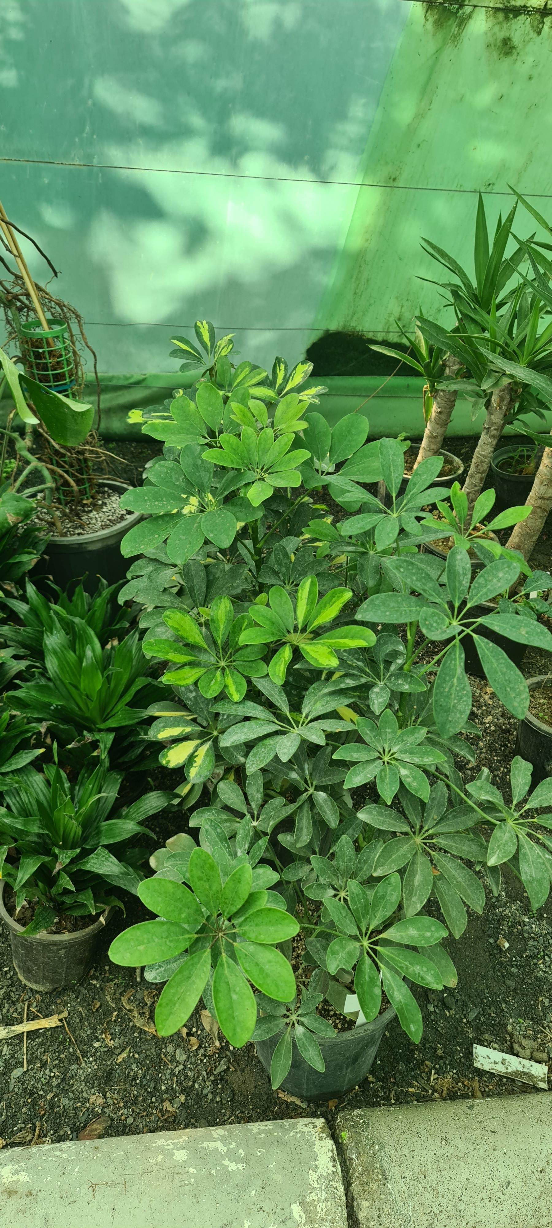 عکس گلخانه راه سبز 