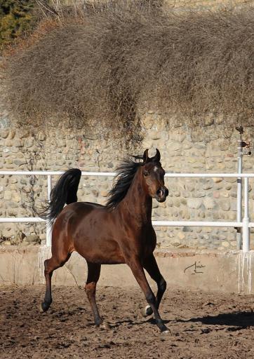 عکس باشگاه سوارکاری شبدیز