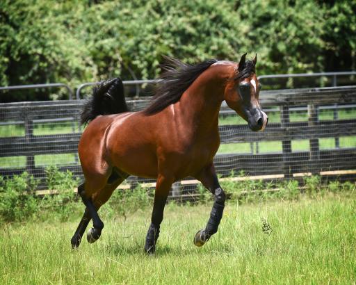 عکس باشگاه سوارکاری شبدیز