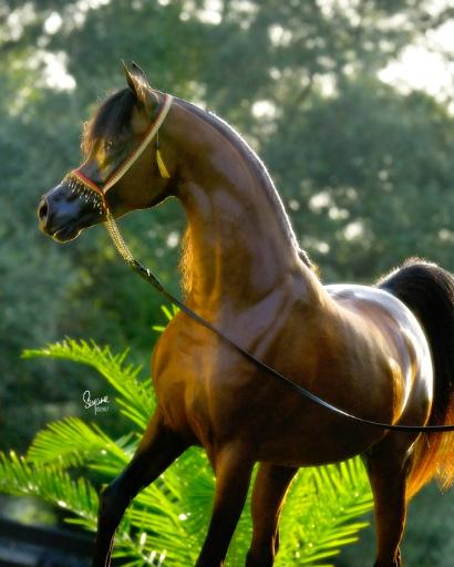 عکس باشگاه سوارکاری شبدیز