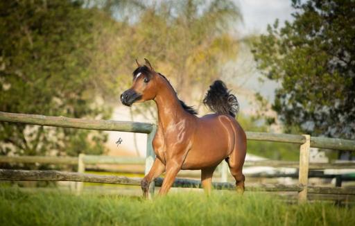 عکس باشگاه سوارکاری شبدیز