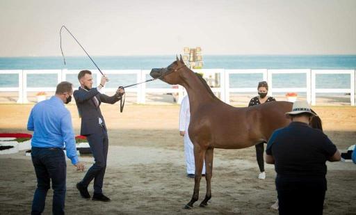 عکس باشگاه سوارکاری شبدیز