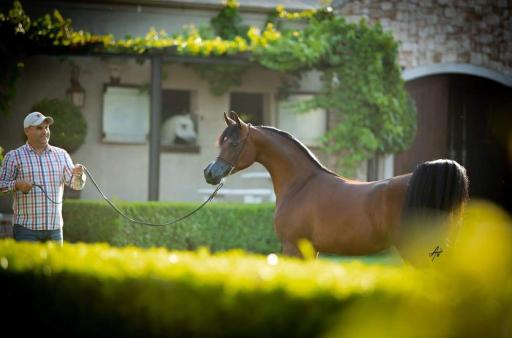 عکس باشگاه سوارکاری شبدیز