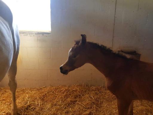 عکس باشگاه سوارکاری شبدیز