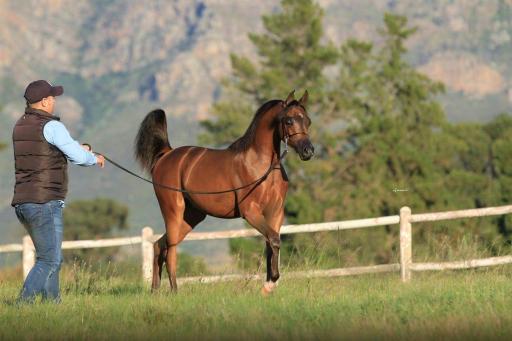 عکس باشگاه سوارکاری شبدیز