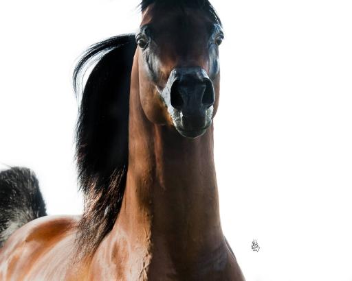 عکس باشگاه سوارکاری شبدیز