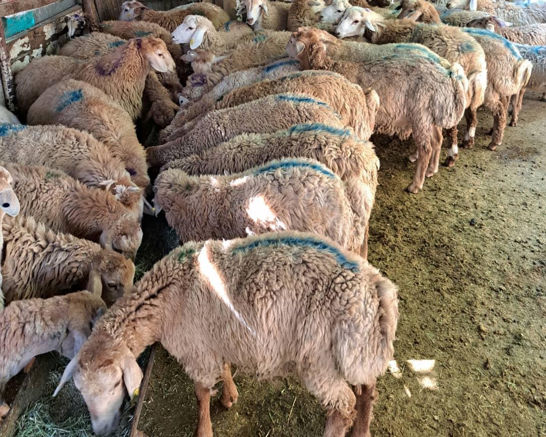 عکس مرکز خرید دام زنده گوسفند زنده