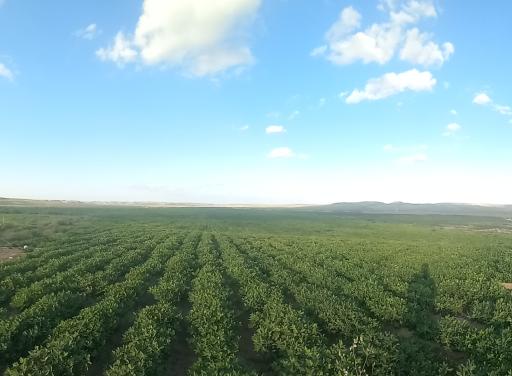 عکس اصلاندوز