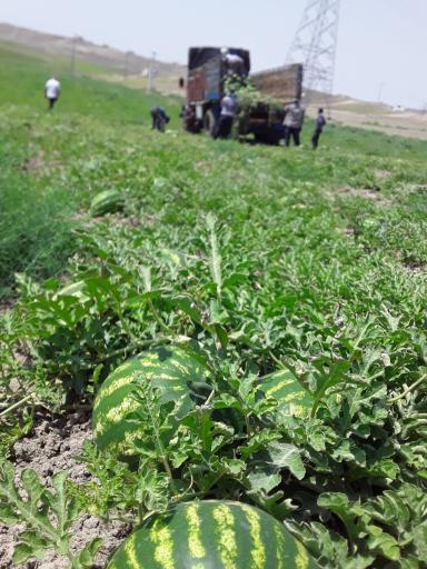 عکس اصلاندوز