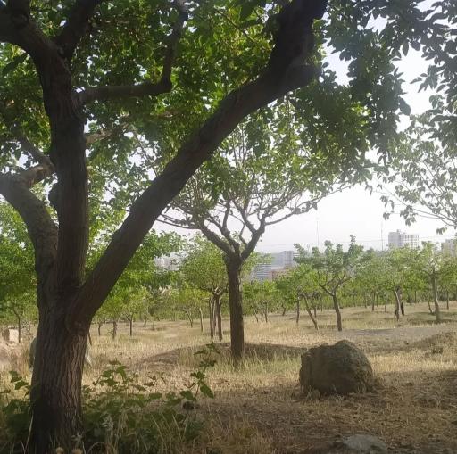 عکس بوستان جنگلی لتمال کن