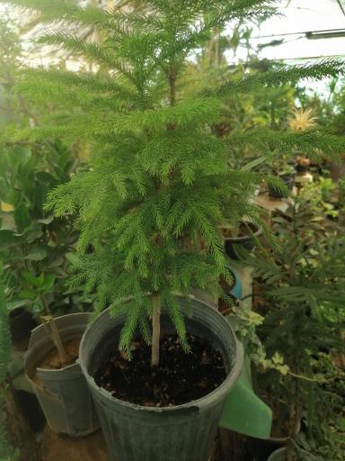 عکس گلخانه اوای گلها