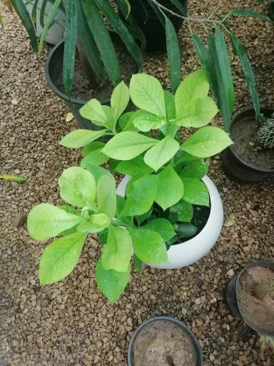 عکس گلخانه اوای گلها