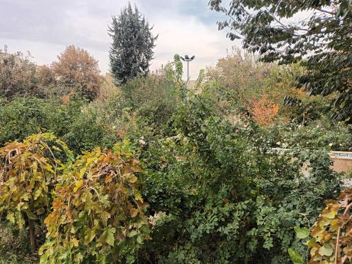 عکس باغ پارک خرمالو