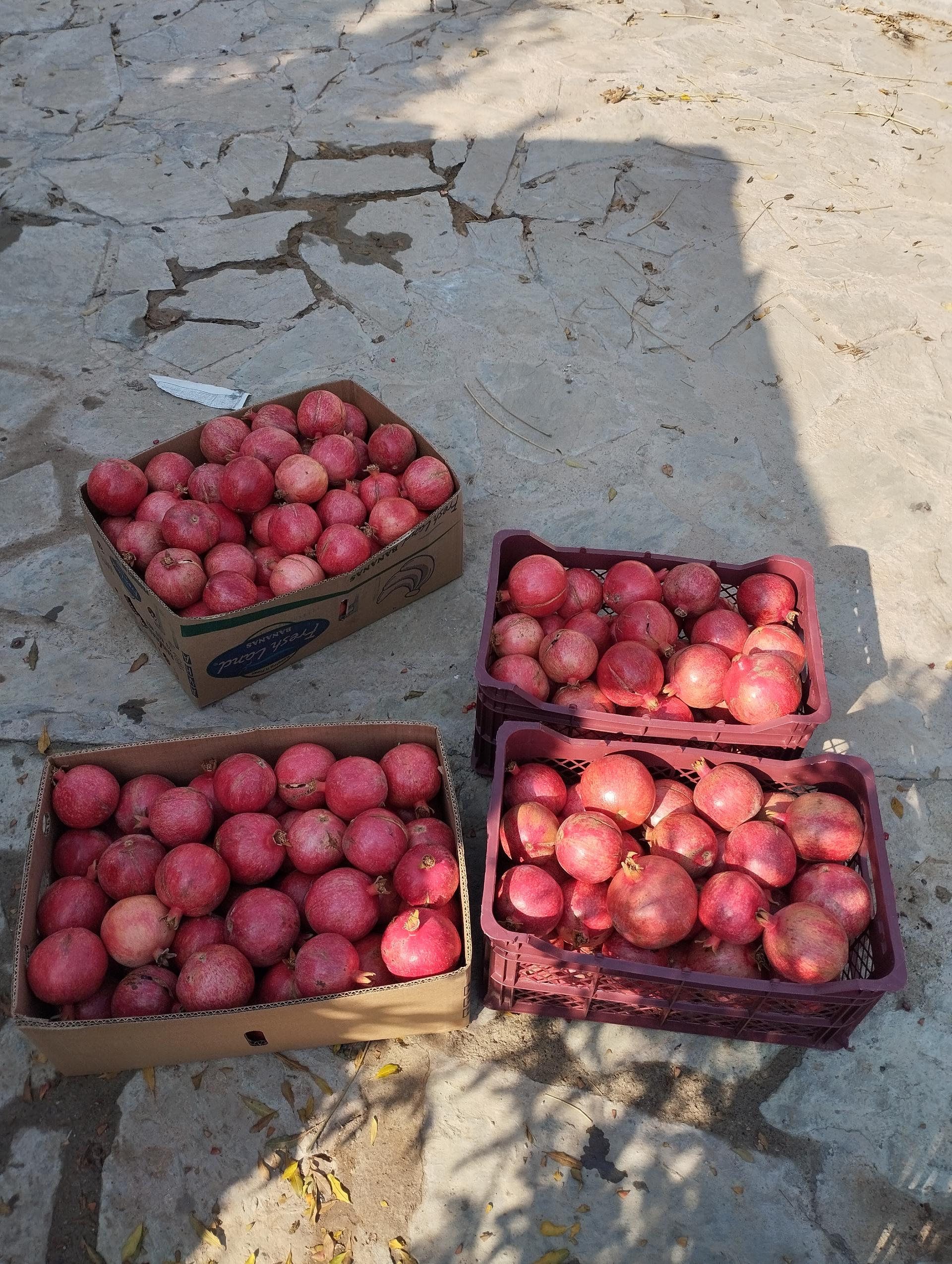 عکس سبد فروشی کریمی