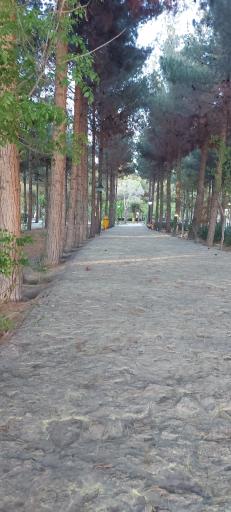 عکس بوستان بزرگ شقایق