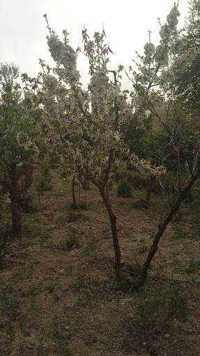 عکس باغ پارک خرمالو