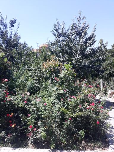 عکس باغ پارک خرمالو