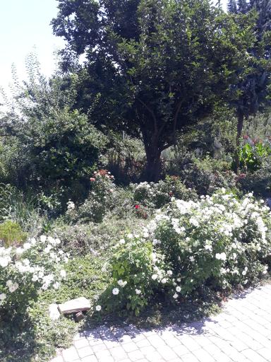 عکس باغ پارک خرمالو