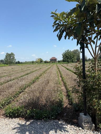 عکس بوم گردی تی باغ فومن