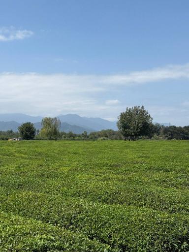 عکس بوم گردی تی باغ فومن