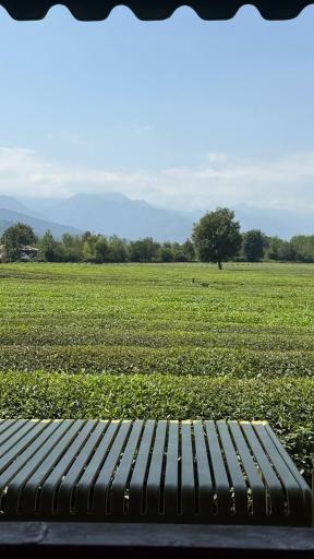 عکس بوم گردی تی باغ فومن