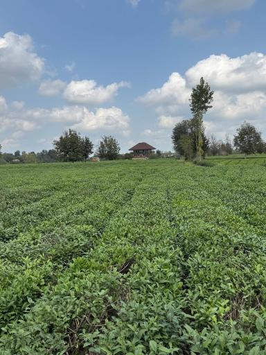 عکس بوم گردی تی باغ فومن