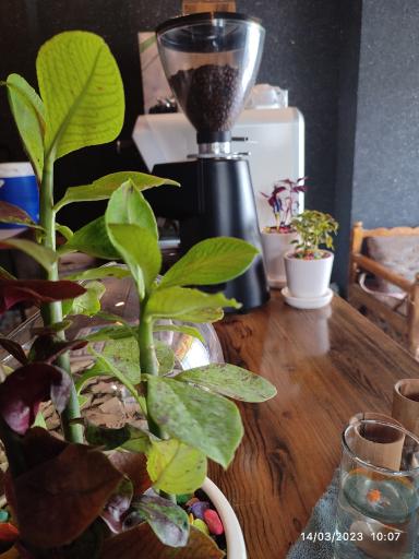 عکس کافه تریا رشید