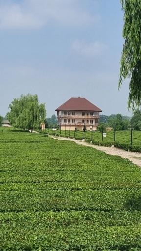 عکس بوم گردی تی باغ فومن