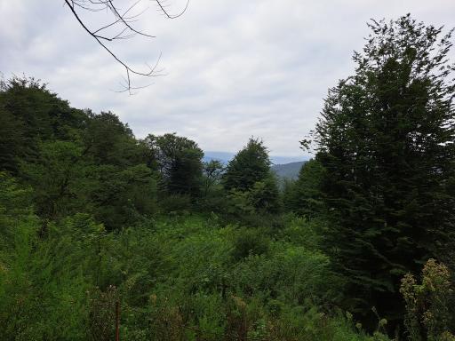 عکس پارک جنگلی جوارم