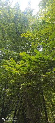 عکس پارک جنگلی جوارم