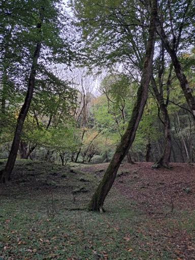 عکس پارک جنگلی جوارم