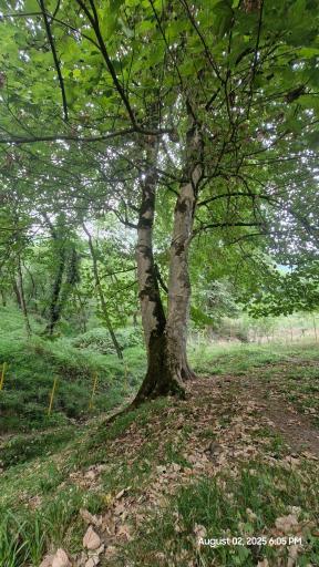 عکس پارک جنگلی جوارم