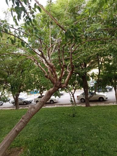 عکس پارک بهشت
