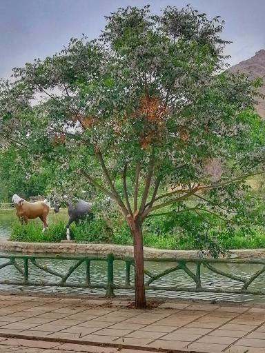 عکس پارک بهشت