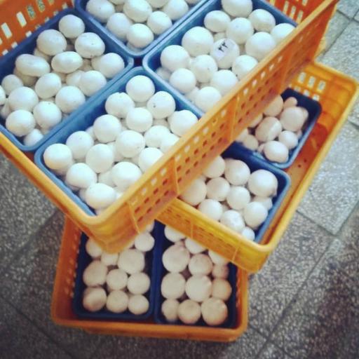 عکس مرکز پخش قارچ شبنم کوثر