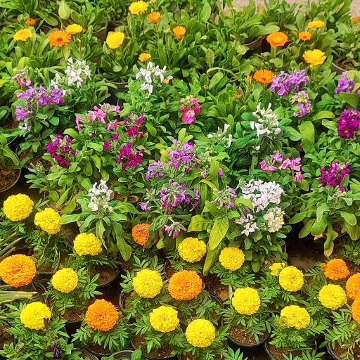 فروشگاه گل و گیاه ناریا