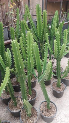 فروشگاه گل و گیاه ناریا