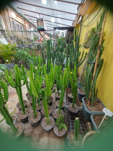 فروشگاه گل و گیاه ناریا