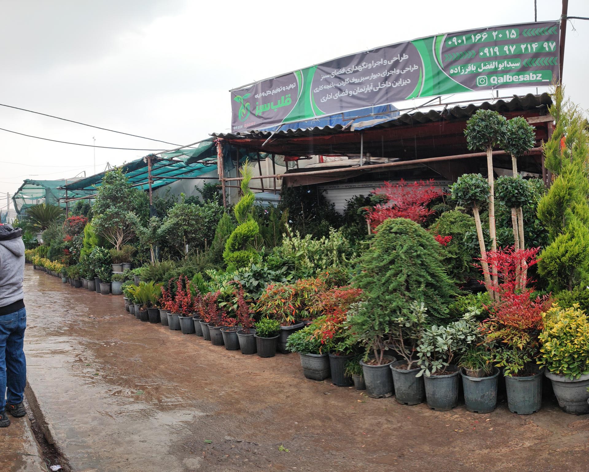 عکس قلب سبز 