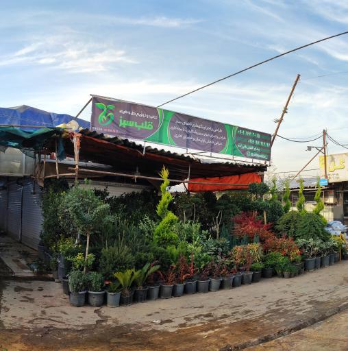 عکس قلب سبز 