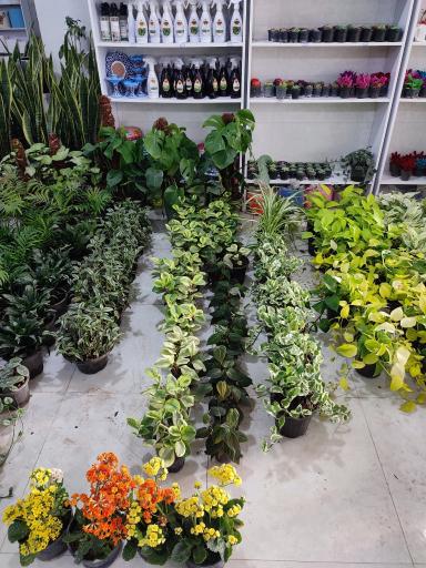 عکس گلفروشی ندا