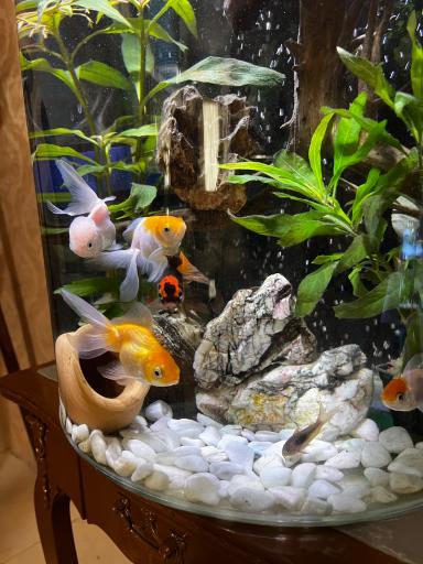 عکس آکواریوم کلبه ماهی