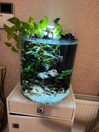 عکس آکواریوم کلبه ماهی