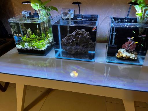 عکس آکواریوم کلبه ماهی