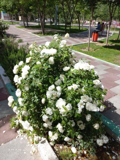عکس بوستان مدافعان سلامت