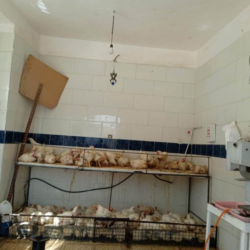 عکس مرغ فروشی برادران کمالی