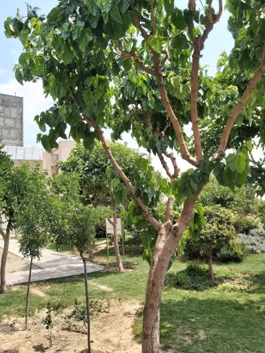 عکس پارک گلنوش