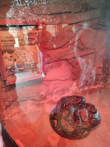 عکس تونل خزندگان